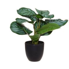 KUNSTLILL POTIS ARROWROOT 623177