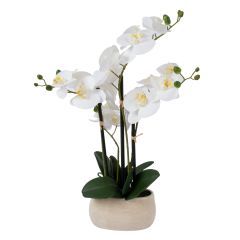 Valge orhidee IN GARDEN H55cm