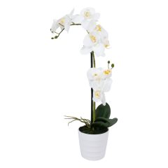 Valge orhidee IN GARDEN H51cm